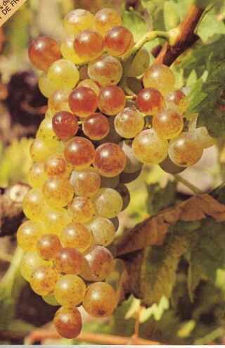 Le muscat de Rivesalt petite escale gourmande prés de Port Barcarès dans les Pyrénées Orientales